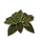 ON-icon-furnishing-Plant, Young Verdant Hosta.png