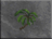 DF-icon-ingredient-Palm.png