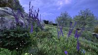 OBR-flora-Lavender.jpg.jpg