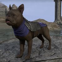 ON-pet-Covenant Breton Terrier.jpg