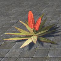ON-furnishing-Plant, Flowering Desert Aloe.jpg