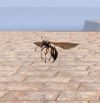ON-pet-Dockside Paper Wasp.jpg