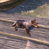 Pet Jackal - Anna Blog