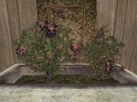 TD3-flora-Chokeberry Vine.jpg