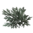 BS5-icon-ingredient-Wormwood.png