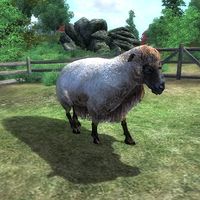 OB-creature-Sheep.jpg