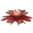 Redwort Flower