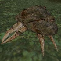 Morrowind:Crab Meat - The Unofficial Elder Scrolls Pages (UESP)