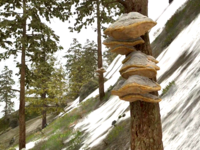 OBR-flora-Tinder Polypore Cap.png