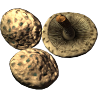 SR-icon-ingredient-Scaly Pholiota.png