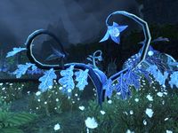 ON-flora-Darkshade Glowstalk.jpg