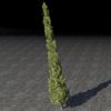 ON-furnishing-Topiary, Young Cypress.jpg