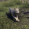 ON-pet-White River Ice Wolf Pup.jpg