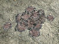 SR-flora-Giant Lichen.jpg