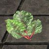 ON-furnishing-Leyawiin Lettuce, Leaf.jpg