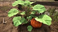 OBR-flora-Pumpkin Vine.jpg