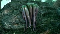 OBR-flora-Swamp Tentacle.jpg