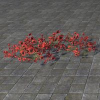 ON-furnishing-Flowers, Red Poppy.jpg