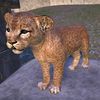 ON-pet-Senche-Lion Cub.jpg
