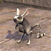 ON-pet-Ringtail Jerboa.jpg