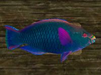 TD3-ing-Dusky Parrotfish.jpg