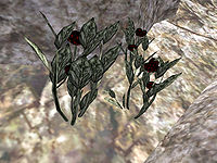 TR3-quest-Black Roses for Banviris.jpg