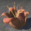 ON-furnishing-Plant, Rafflesia.jpg