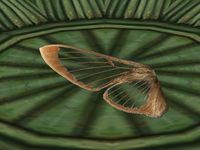 TD3-ing-Clearwing Moth Wing.jpg