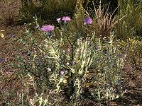 SR-flora-Thistle.jpg