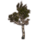 ON-icon-furnishing-Tree, Young Healthy Birch.png