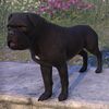 ON-pet-Black Morthal Mastiff.jpg