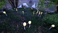 OBR-flora-Bog Beacon.jpg