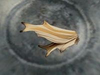 TD3-ing-Antler Moth Wing.jpg