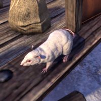 comfortabel Tenslotte zeker Online:Rat - The Unofficial Elder Scrolls Pages (UESP)