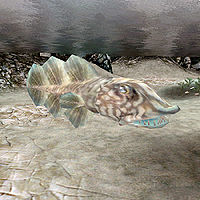 MW-creature-Small Slaughterfish.jpg