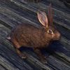 ON-pet-Woodhearth Brown Rabbit.jpg