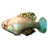 Pearlfish