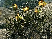 SR-flora-Dragon's Tongue.jpg