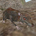A Rat in Morrowind