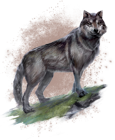 ON-concept-wolf.png