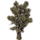 ON-icon-furnishing-Trees, Paired Wrothgar Pine.png