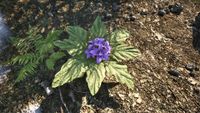 OBR-flora-Mandrake.jpg