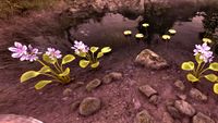 OBR-flora-Water Hyacinth.jpg