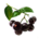 ON-icon-food-Acai Berry.png