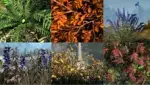 DrJacopo`s 3D Plants - Volume I