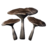 BS5-icon-ingredient-CloudedFunnel.png