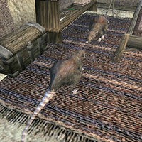 MW-creature-Telvanni Sewer Rat.jpg