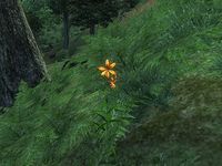 OB-flora-Tiger Lily.jpg