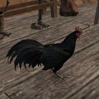 ON-creature-Rooster 02.jpg