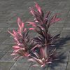 ON-furnishing-Plant Cluster, Red Sister Ti.jpg